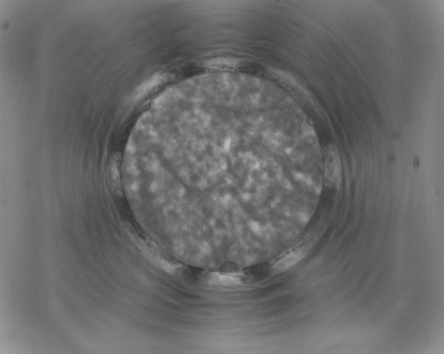 X0000077290573200611171630