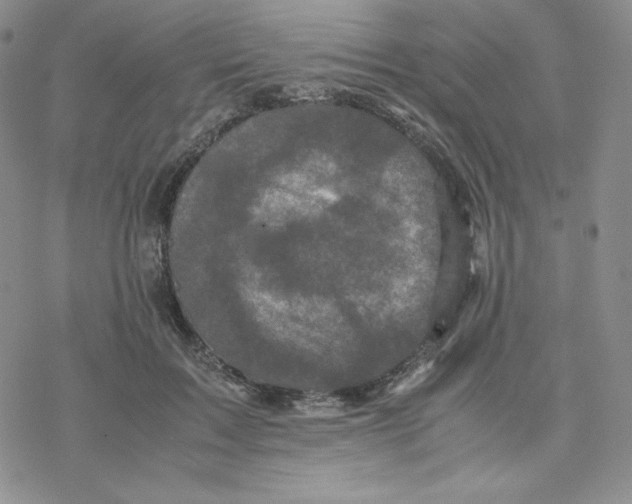 X0000077290603200611171629