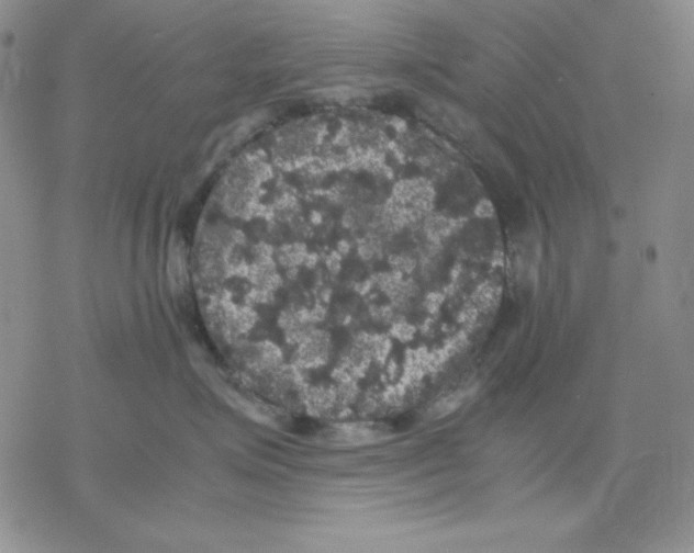 X0000077290623200611171629