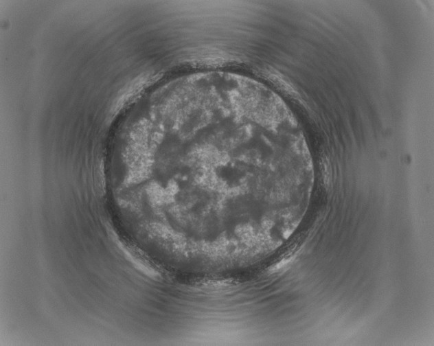 X0000077290638200611171628