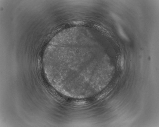 X0000077290651200611171628