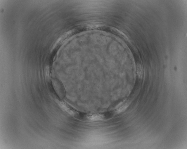 X0000077290670200611171629