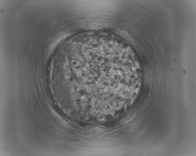 X0000077290683200611171628