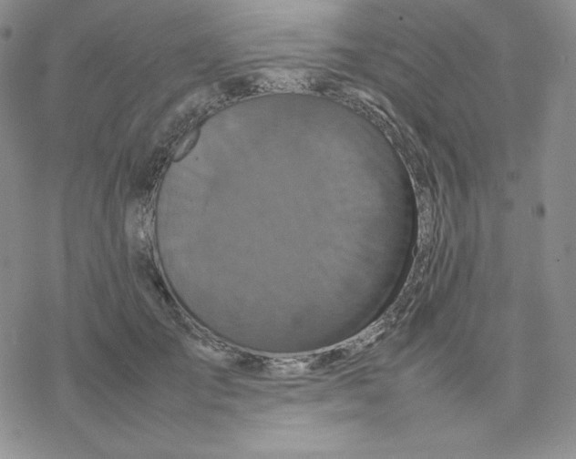 X0000077290701200611171627