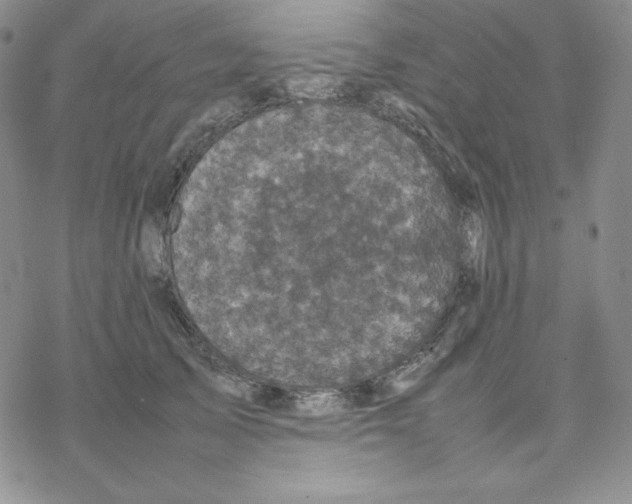 X0000077290705200611171627