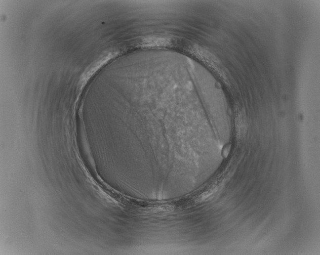 X0000077290721200611171626