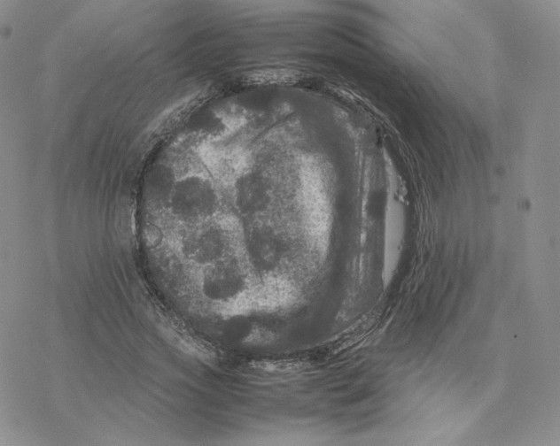 X0000077290733200611171626