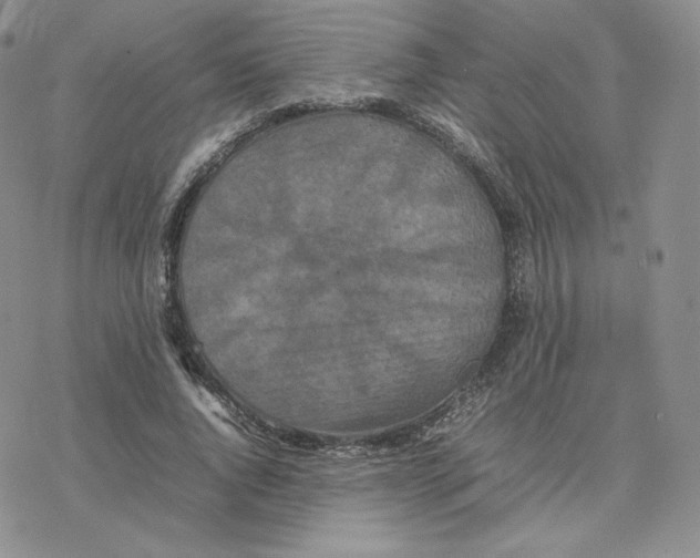 X0000077290736200611171626