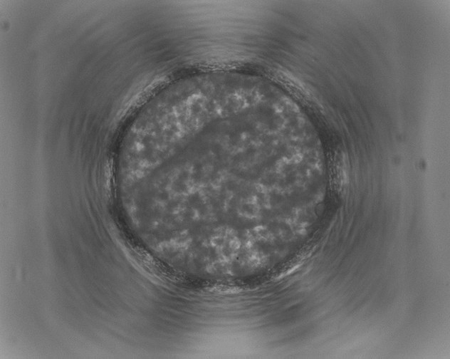 X0000077290742200611171627