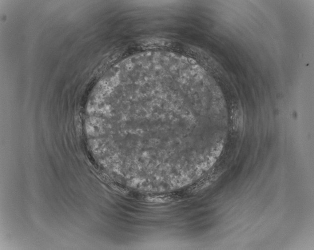 X0000077290753200611171627