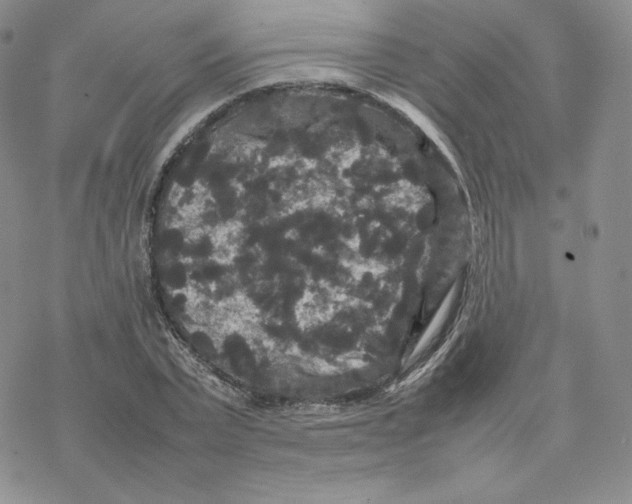 X0000077290783200611171626