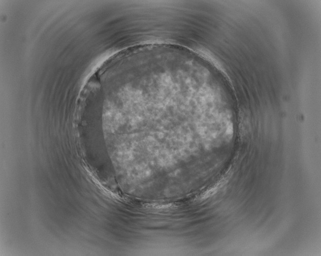 X0000077290831200611171625