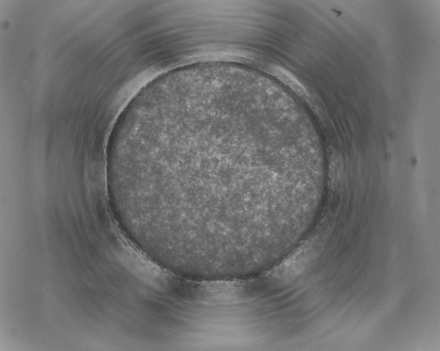 X0000077290836200611171625