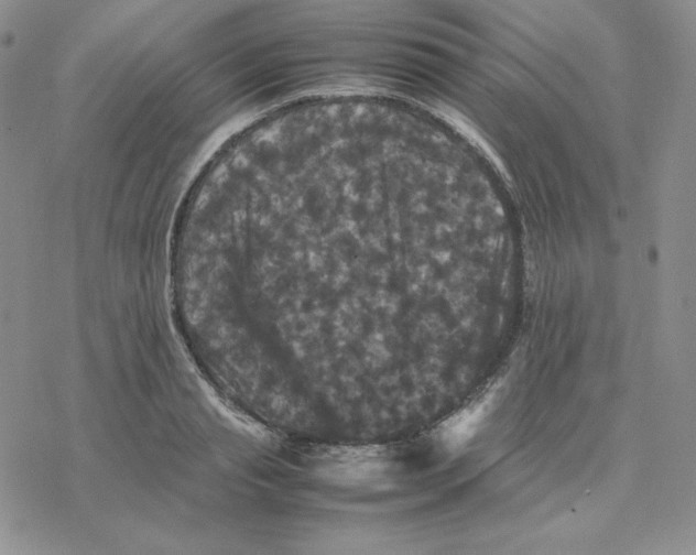 X0000077290845200611171625