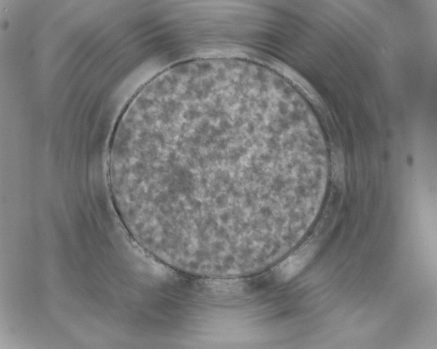 X0000077290856200611171625