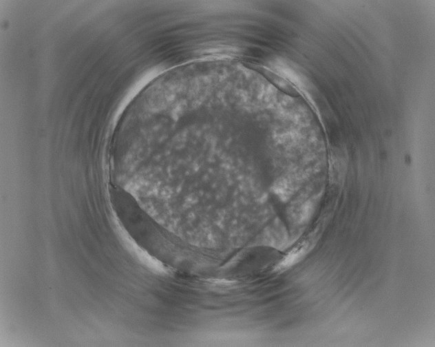 X0000077290859200611171625