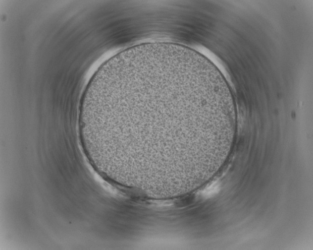 X0000077290861200611171625