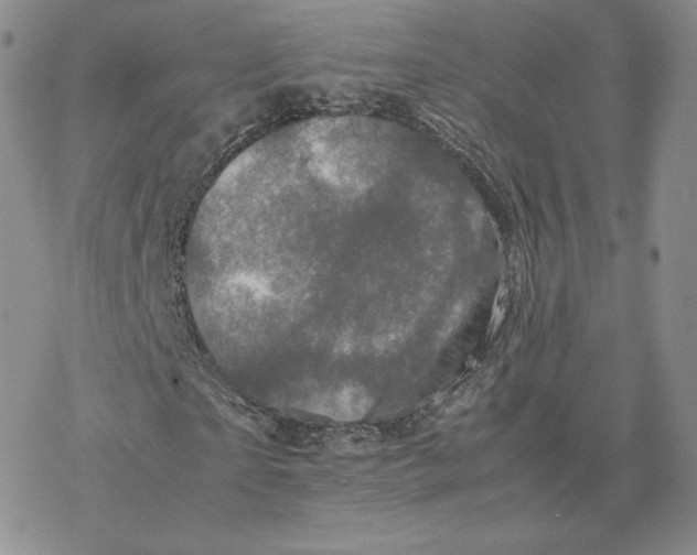 X0000077290865200611171625