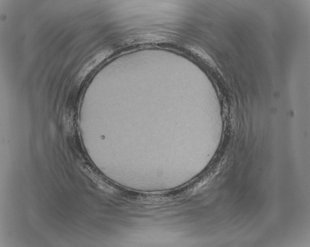 X0000077290873200611171625