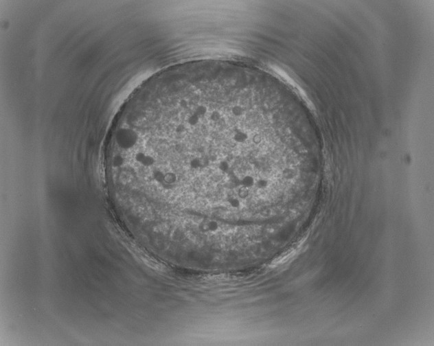 X0000077290883200611171624