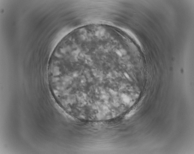 X0000077290903200611171624