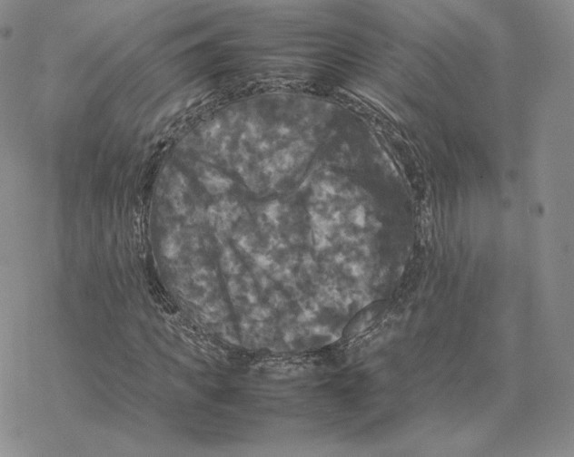 X0000077290917200611171623