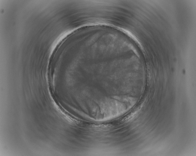 X0000077290943200611171624