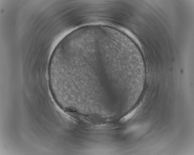 X0000077290951200611171624