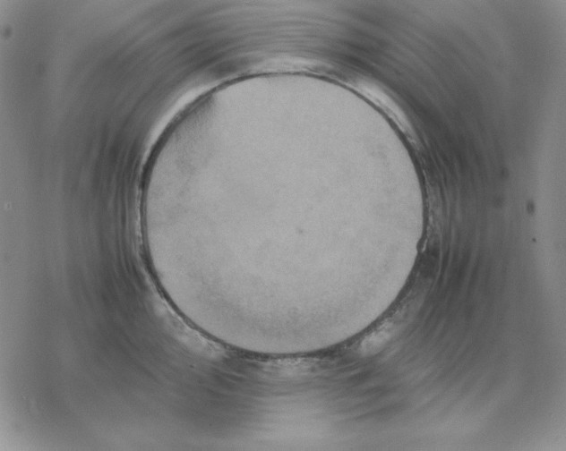 X0000077291000200611171622