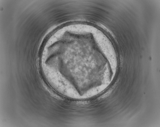 X0000077291029200611171622