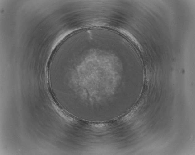 X0000077291031200611171622