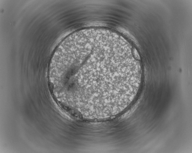 X0000077291033200611171622