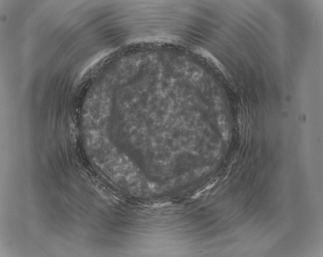 X0000077291064200611171621