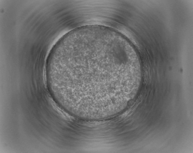 X0000077291076200611171621