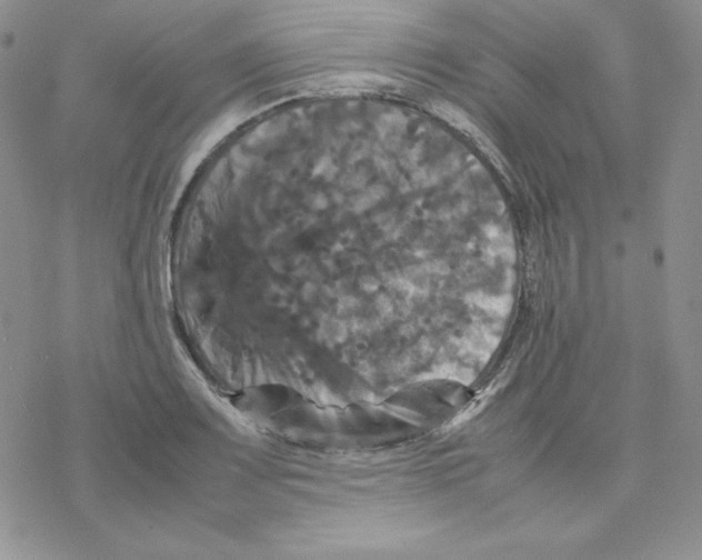 X0000077291083200611171621