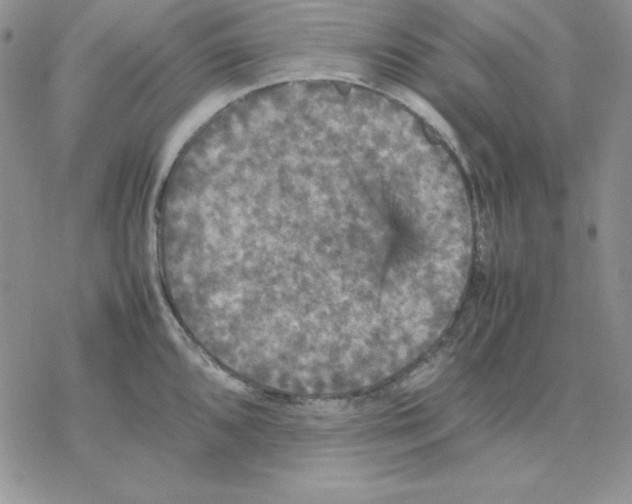 X0000077291096200611171621