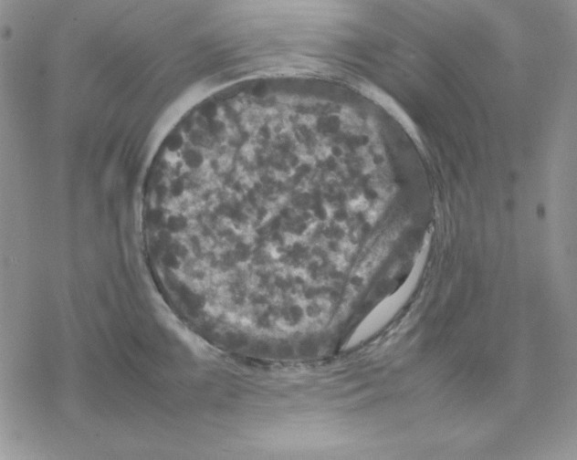 X0000077291099200611171621