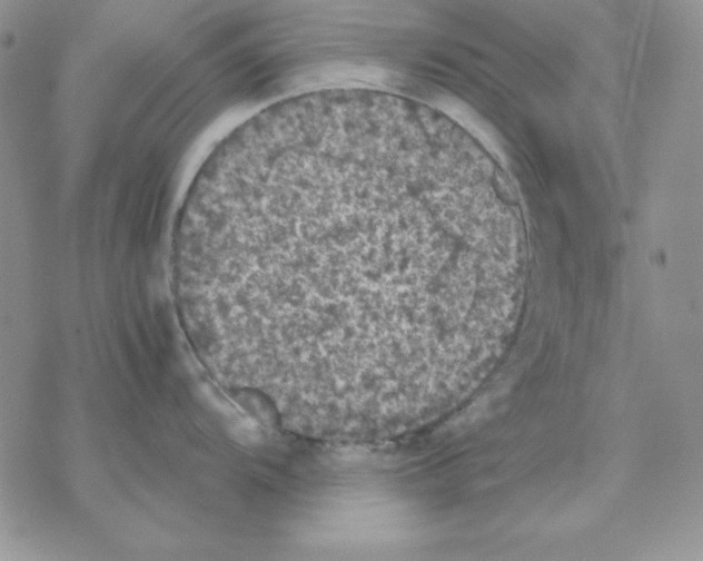 X0000077291104200611171621