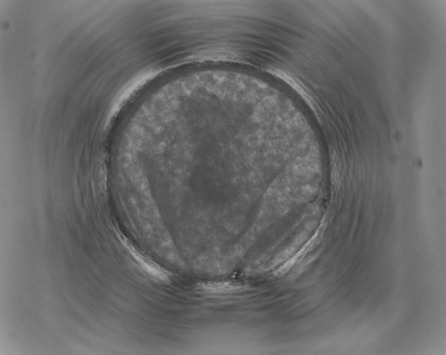 X0000077291115200611171620