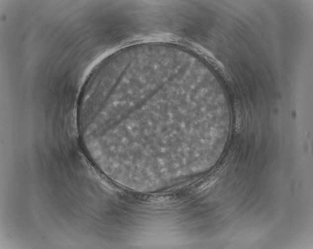 X0000077291174200611171620