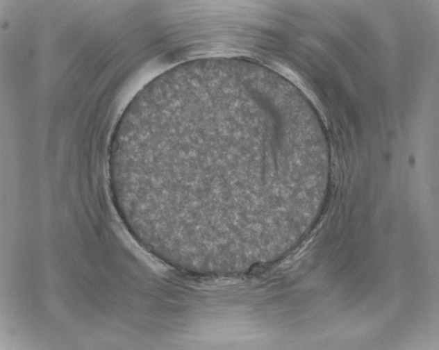 X0000077291187200611171619