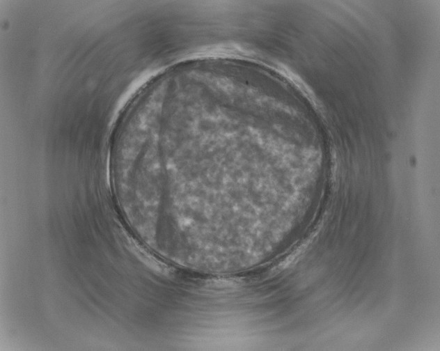 X0000077291224200611171619