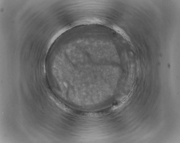 X0000077291226200611171619