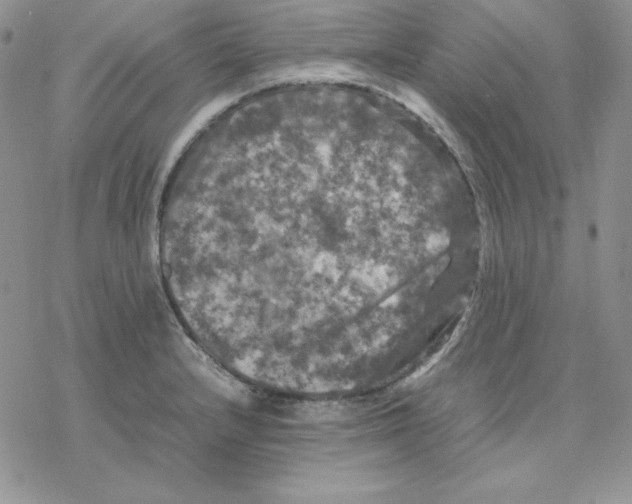 X0000077291232200611171619