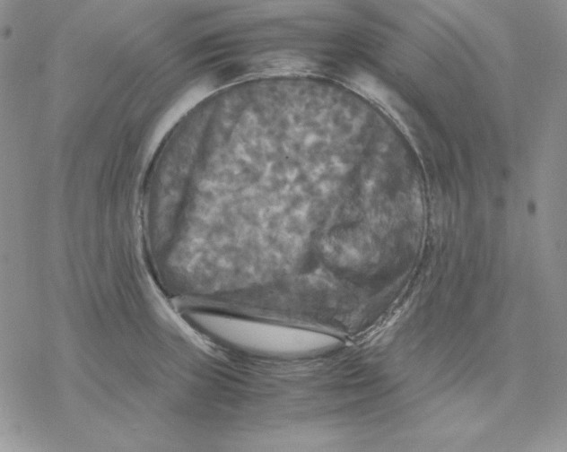 X0000077291235200611171619