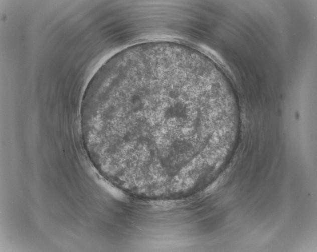 X0000077291236200611171619