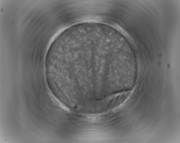 X0000077291240200611171619