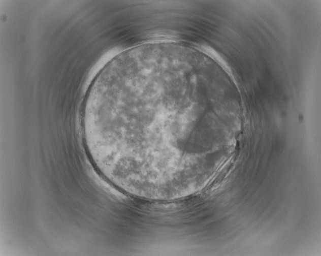 X0000077291243200611171619