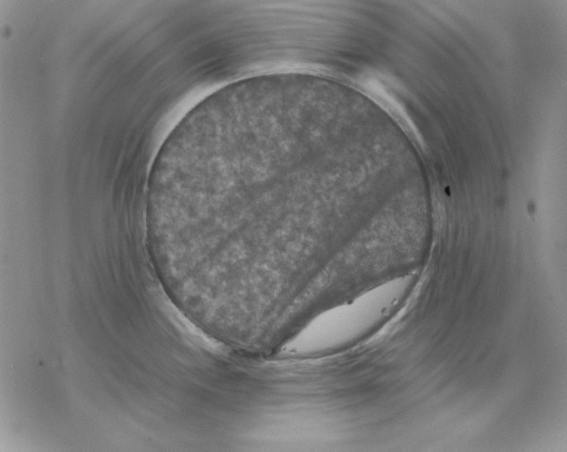 X0000077291244200611171619