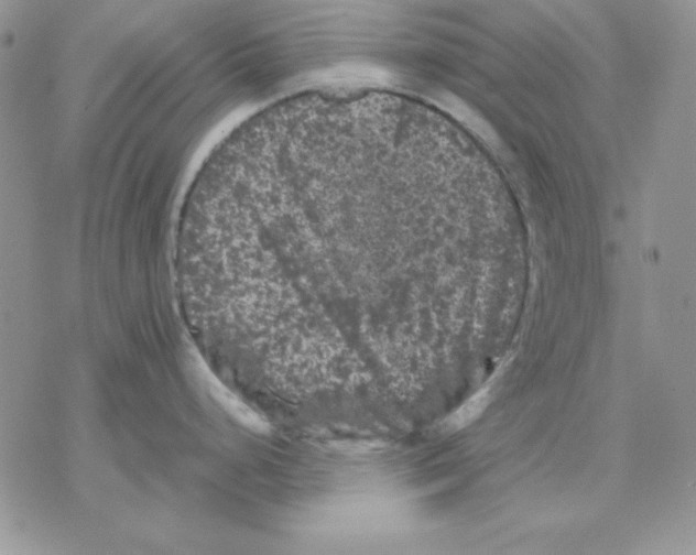 X0000077291248200611171619